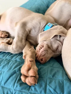 Weimaraners Puppies ( only 4 Left)