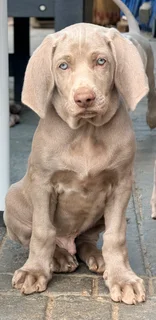 Weimaraners Puppies ( only 4 Left)