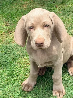 Weimaraners Puppies ( only 4 Left)