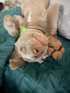 Weimaraners Puppies ( only 4 Left)