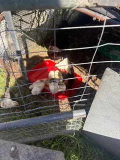 Chickens muscoby duckling