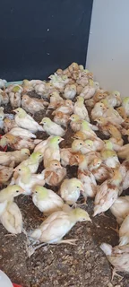 Layer Chicks for sale!! Lohmann brown