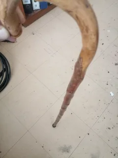 Vintage Wooden Walking stick