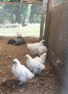 Bearded Silkie chickens/bantams