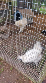 Silkie chicks