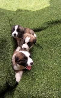 Gorgeous border Barnards