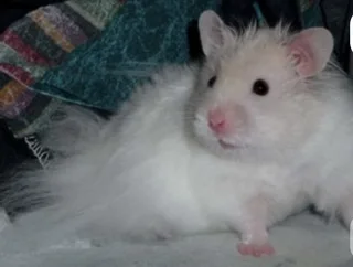 White teddy bear hamster