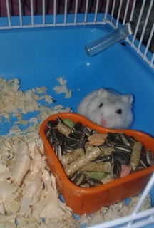 White Russian dwarf hamster + new cage