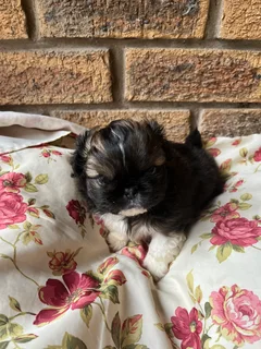 Pekingese Puppies