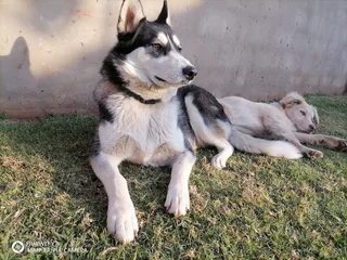 Pet - Ad posted by Sibusiso Mthembu