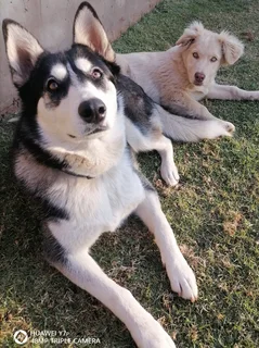 Pet - Ad posted by Sibusiso Mthembu