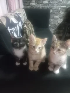 Kitten - Ad posted by Ibrahim Haniff