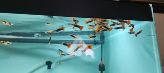 Koi guppies