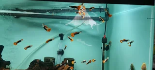 Koi guppies