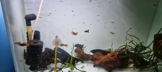 Koi guppies