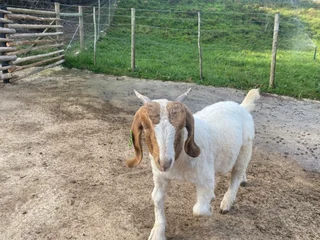 Goats - Ad posted by Vian Boshoff