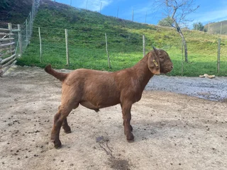 Goats - Ad posted by Vian Boshoff