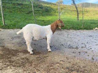 Goats - Ad posted by Vian Boshoff