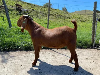 Goats , kalahari reds , Boer goats