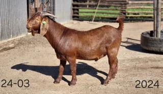 Goats , kalahari reds , Boer goats