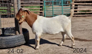 Goats , kalahari reds , Boer goats