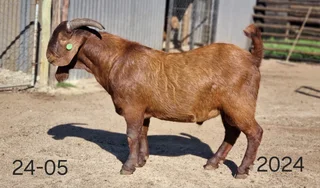 Goats , kalahari reds , Boer goats