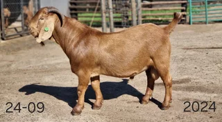 Goats , kalahari reds , Boer goats