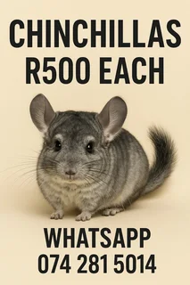 Chinchilla - Ad posted by Cindy gouws
