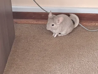 Chinchilla - Ad posted by Cindy gouws