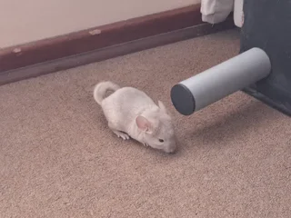 Chinchilla - Ad posted by Cindy gouws