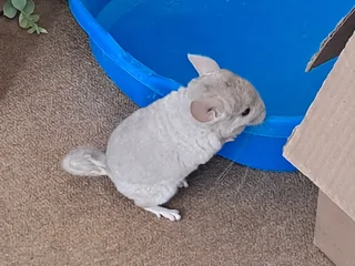 Chinchilla - Ad posted by Cindy gouws
