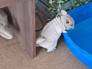 Chinchilla - Ad posted by Cindy gouws