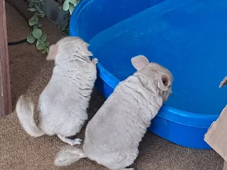 Chinchilla - Ad posted by Cindy gouws