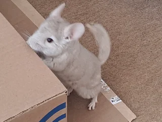 Chinchilla - Ad posted by Cindy gouws