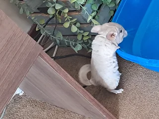 Chinchilla - Ad posted by Cindy gouws