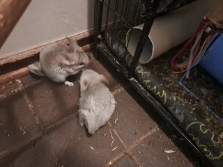 CHINCHILLA BABIES