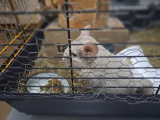 CHINCHILLA BABIES