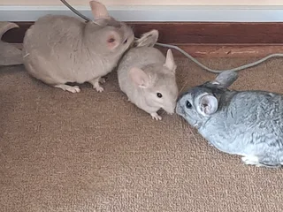 Breeding Pair Of Chinchillas