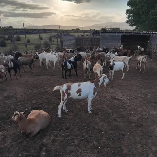 Goats for sale