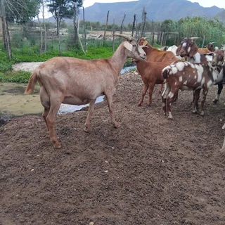 Goats for sale