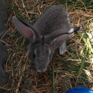 Rabbits - Ad posted by Christine Webb