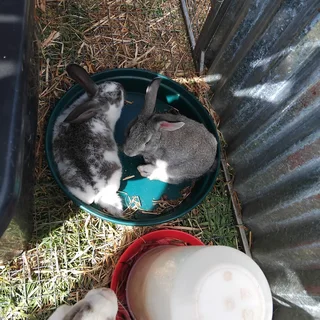 Rabbits - Ad posted by Christine Webb