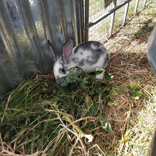 Rabbits - Ad posted by Christine Webb