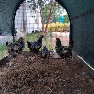 Silver laced Wyandottes