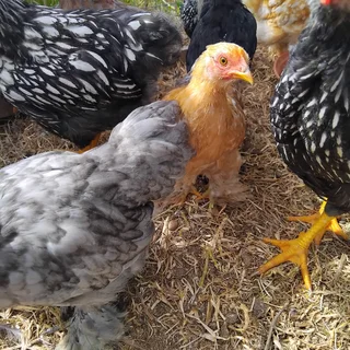 pekin hens