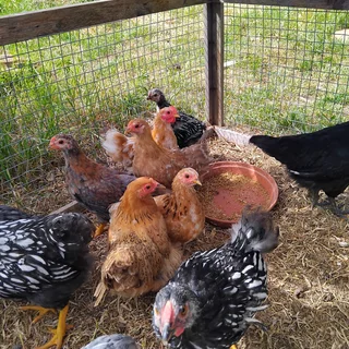 pekin hens