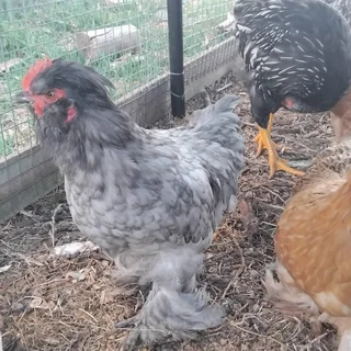 Chickens - Ad posted by Christine Webb