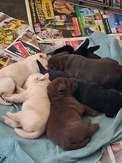 Purebred Labrador puppies for sale