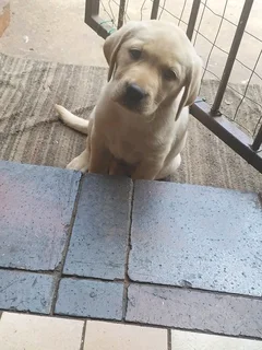 Golden Labrador Retriever female pup