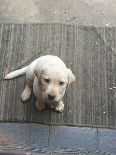 Golden Labrador Retriever female pup